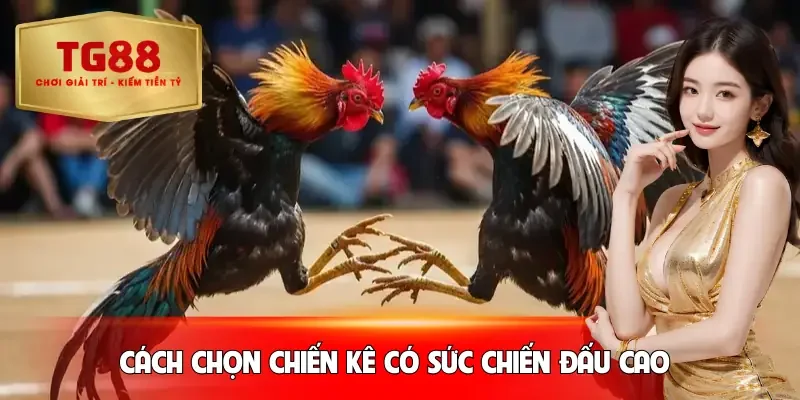 da-ga-cua-dao-cach-chon-chien-ke
