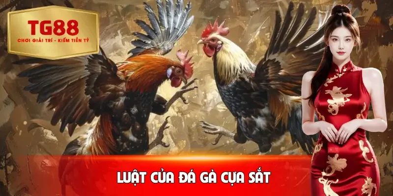 da-ga-cua-sat-luat-choi